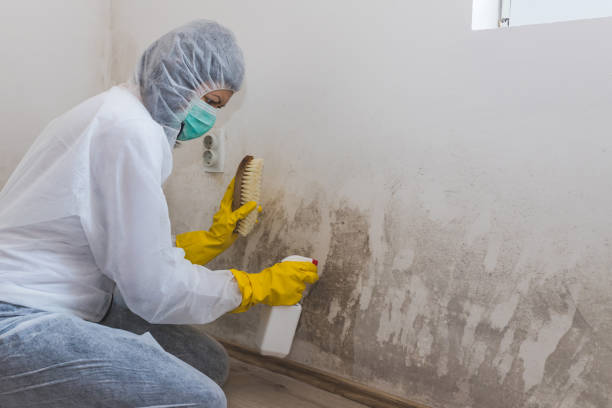Professional Mold Removal in Carroll, IA