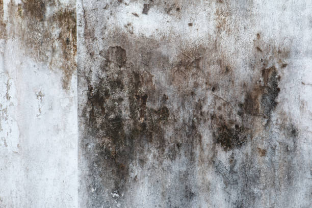 Best Water Damage & Mold Remediation  in Carroll, IA