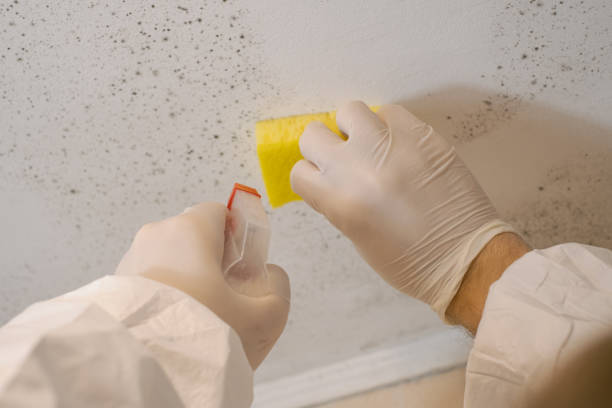 Best Real Estate Mold Inspection  in Carroll, IA